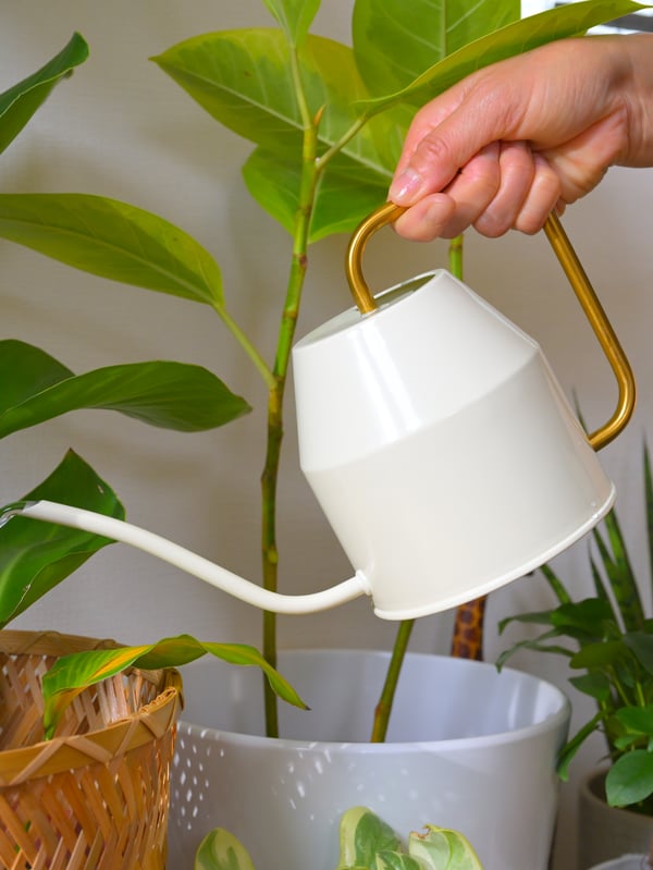 An ivory and gold VATTENKRASSE water can being poured into a plant
