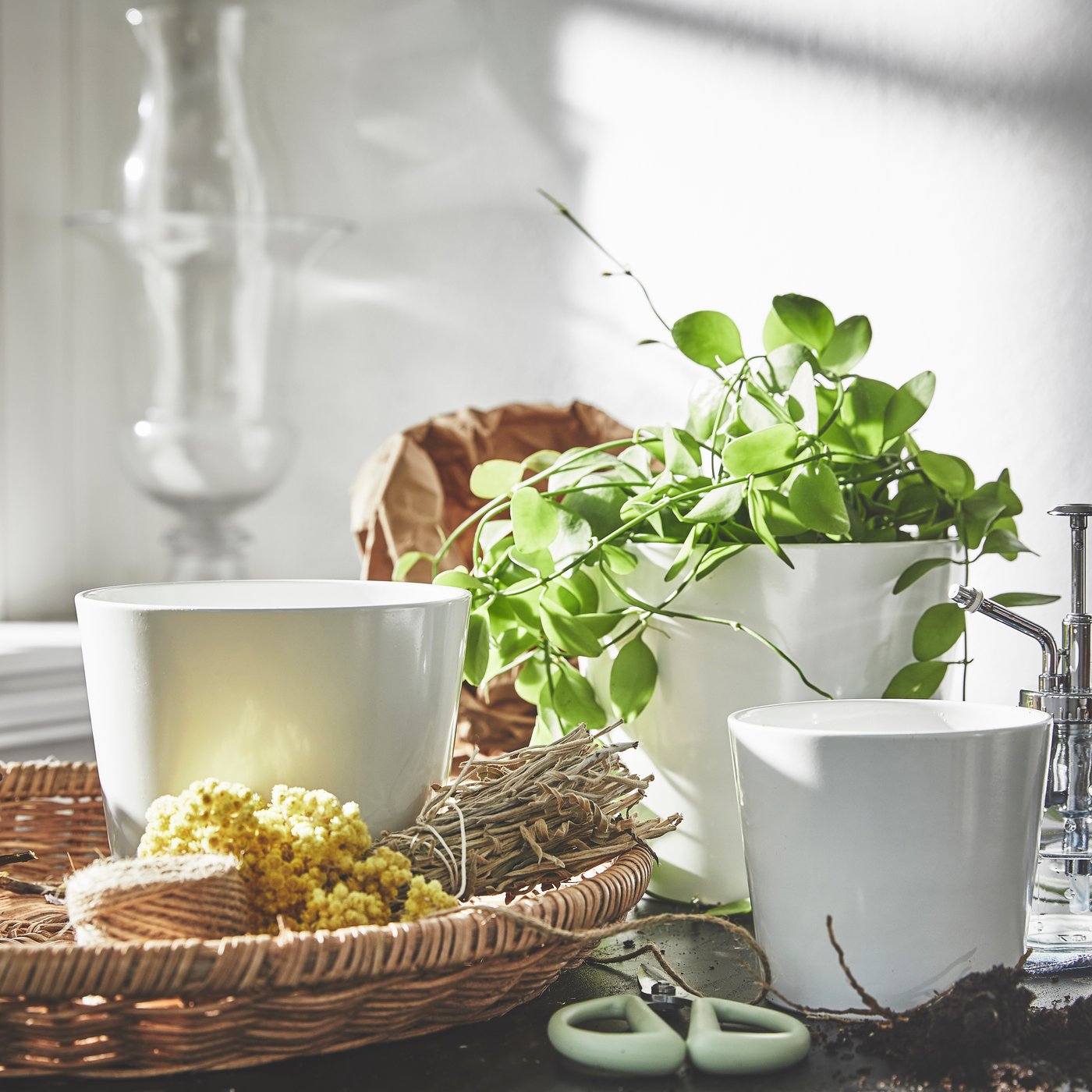 Tre vita SOJABÖNA-blomkrukor på ett bord där omplantering pågår.