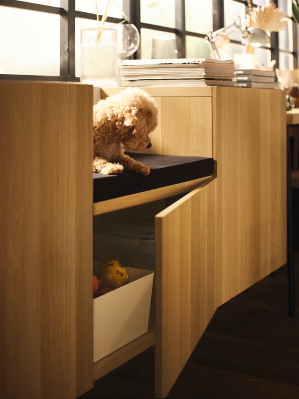 A dog sitting on a cushion on a white stained oak BESTÅ wall-mounted cabinet combination below a window.