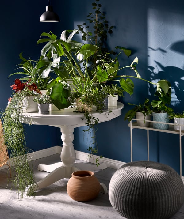 Small, round table with a single, turned leg, standing in a corner, its top completely covered with plants in pots.