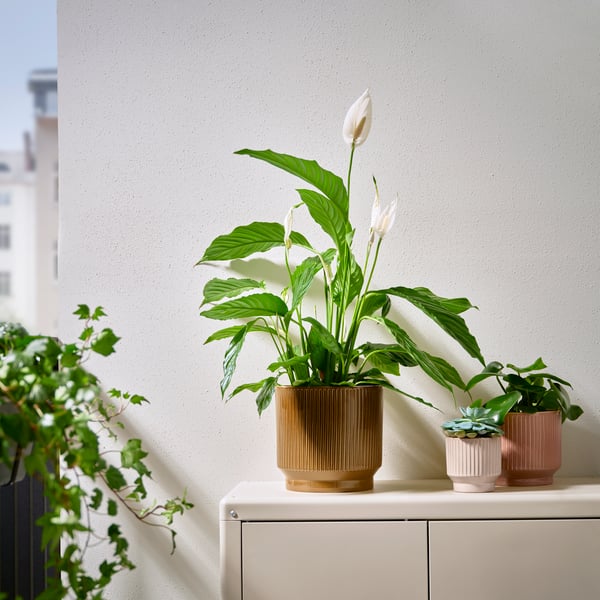 Große grüne Pflanze mit weißen Blüten in einem Outdoor-Blumentopf, vor einem schlichten Hintergrund mit etwas zusätzlichem Grün.
