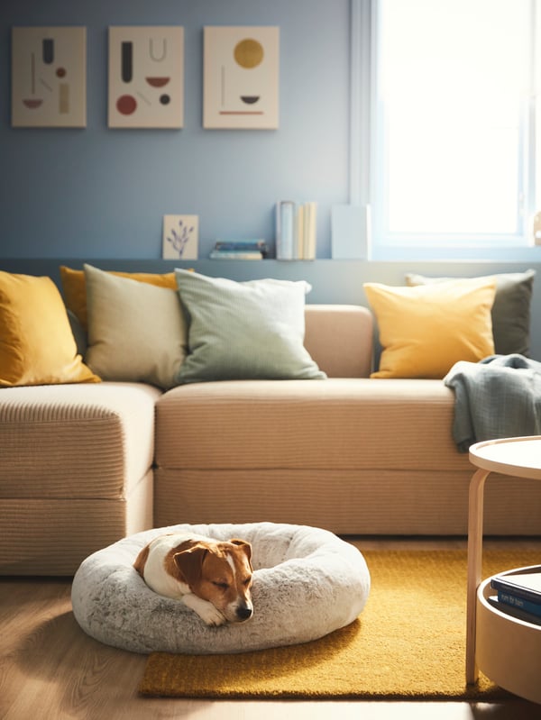 Un cane si rilassa su un cuscino UTSÅDD posto su un tappeto giallo LANGSTED davanti ad un divano