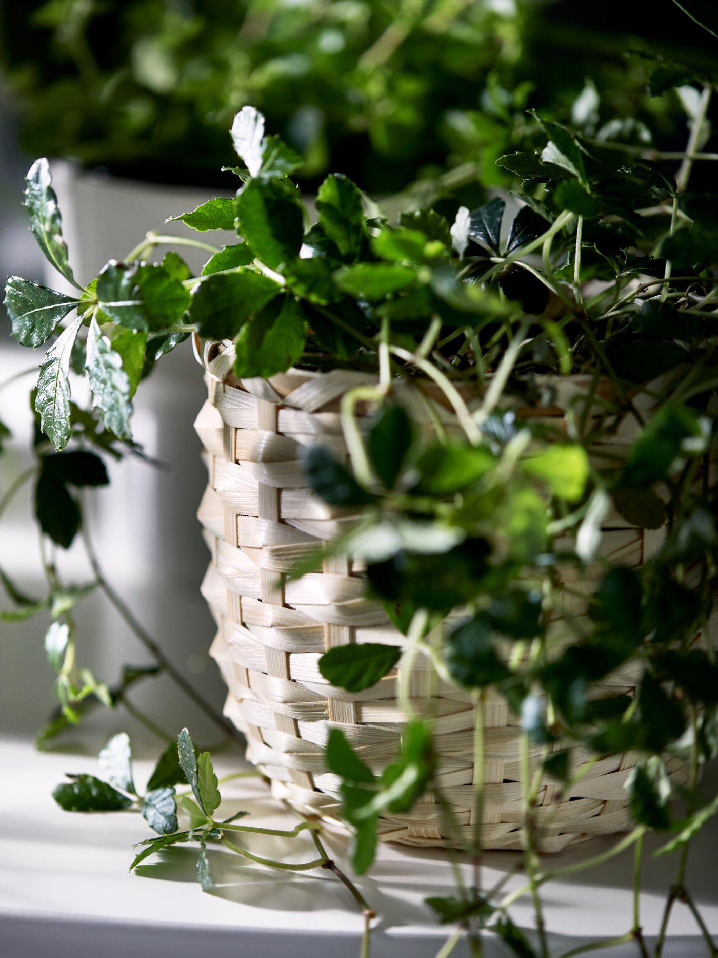 A KAFFEBÖNA plant pot and its outer shell of woven bamboo fibre, holding a plant with small leaves.