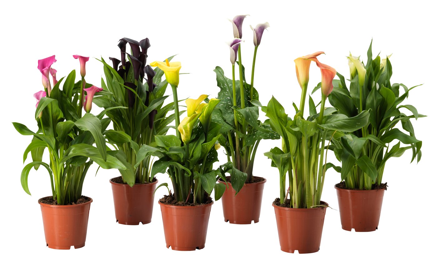 Zantedeschia Planta Cala Mezcla Especies Plantas