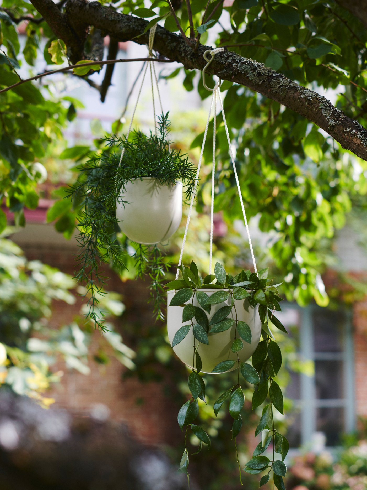Two light grey-beige DAKSJUS hang planters with green plants are hanging from a tree branch in a lush summer garden.