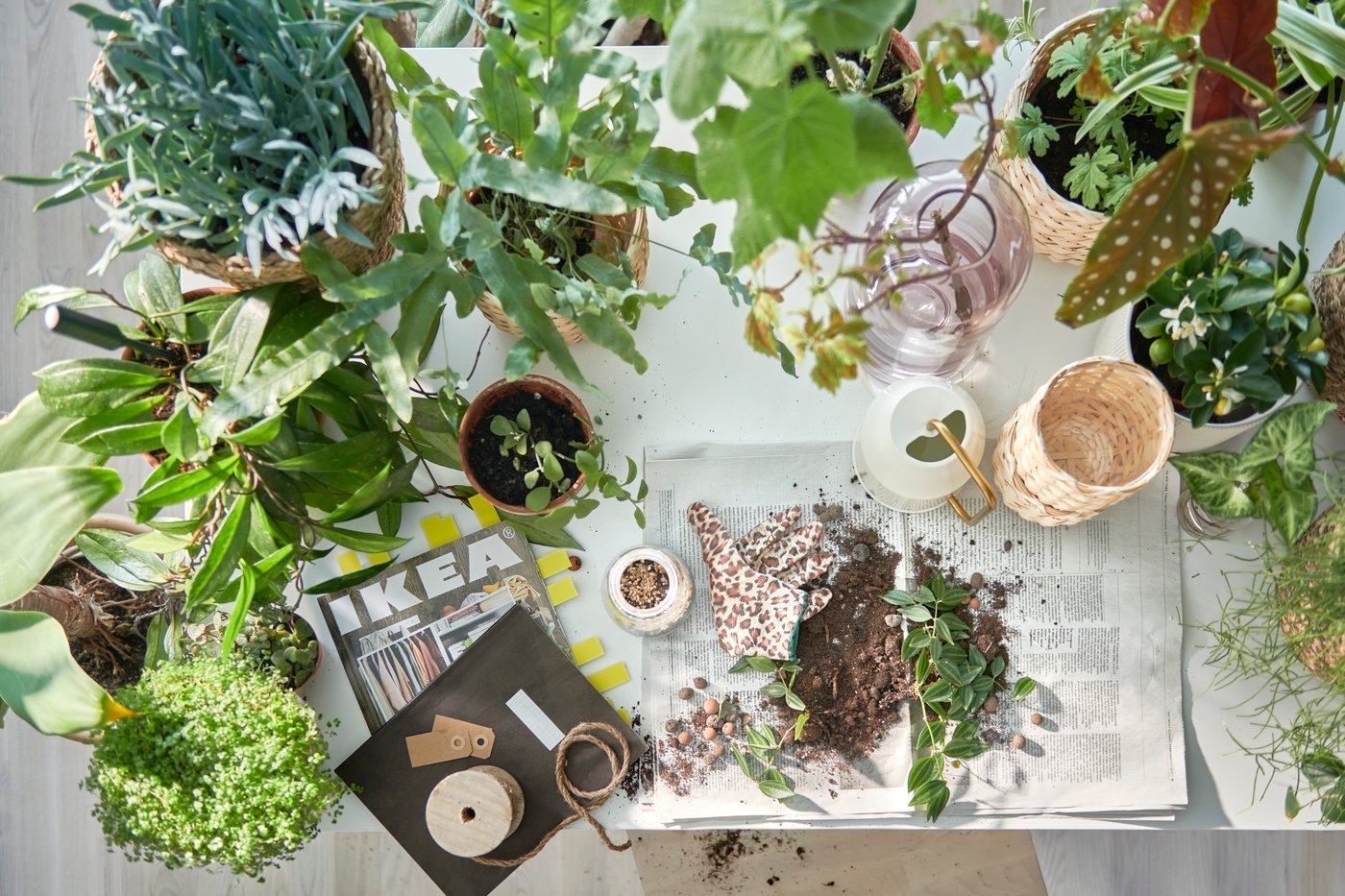 Une table préparée pour l’empotage de plantes, beaucoup de plantes en pot, le catalogue IKEA, et de la terre sur du papier journal.