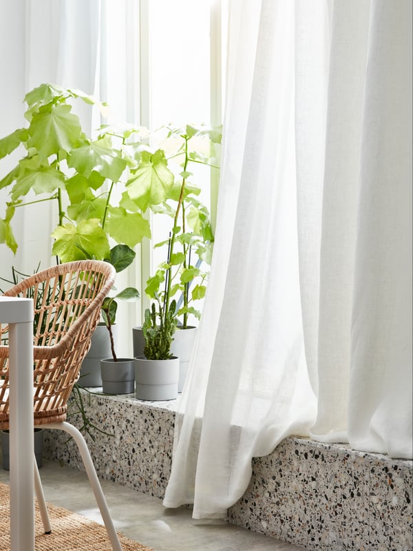 A windowsill with white curtains. There are several green plants on the windowsill.