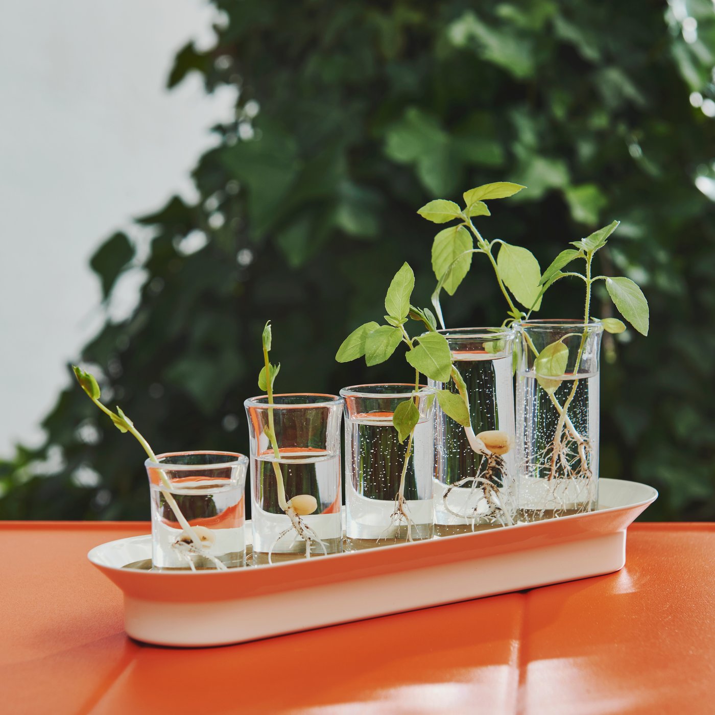 An orange table with a VATTENKRASSE propagation set in ivory gold-colour made of glass, showcasing seedlings in clear vases.