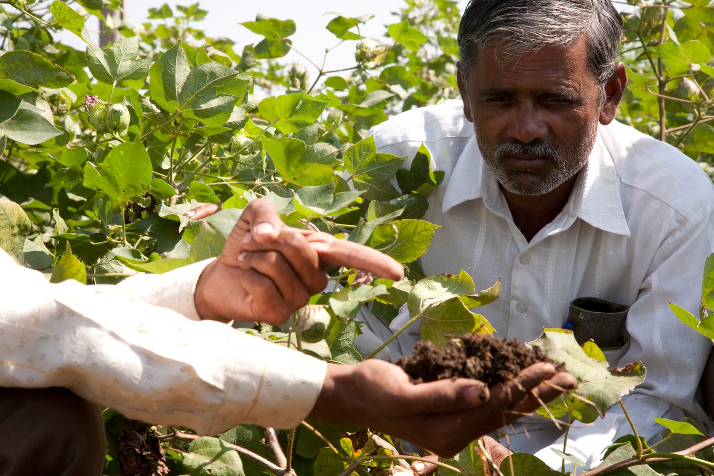 People examining soil and cotton plants in a cotton field.