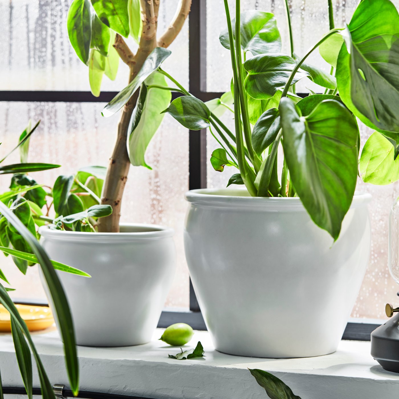 Rośliny w białych donicach AMBRARÖNN stojące na parapecie.