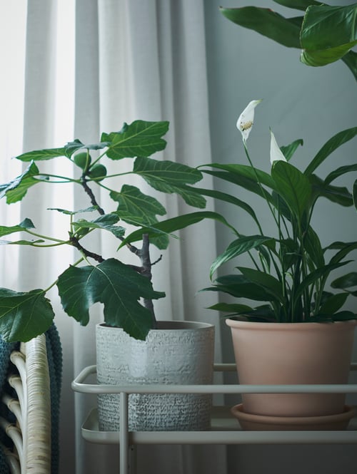 ホワイトのカーテンの前のレールに囲まれた棚に、 MUSKOTBLOMMA ムスコットブロマスコットブロマ 植木鉢が置いてある。