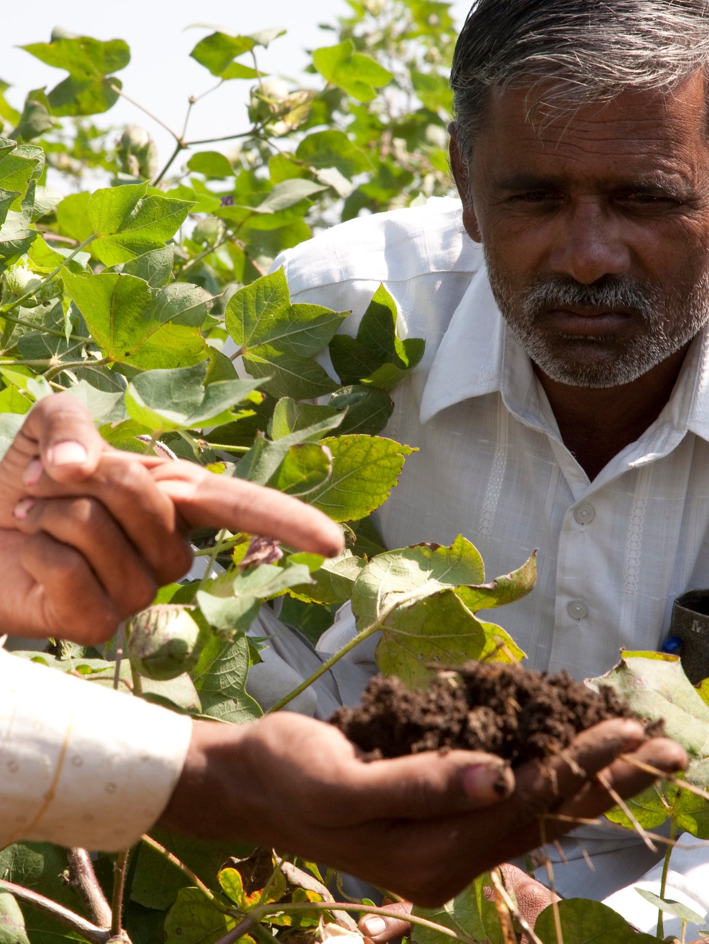 Two men with shirts standing in the middle of lush, green cotton plants are carefully inspecting a handful of soil.