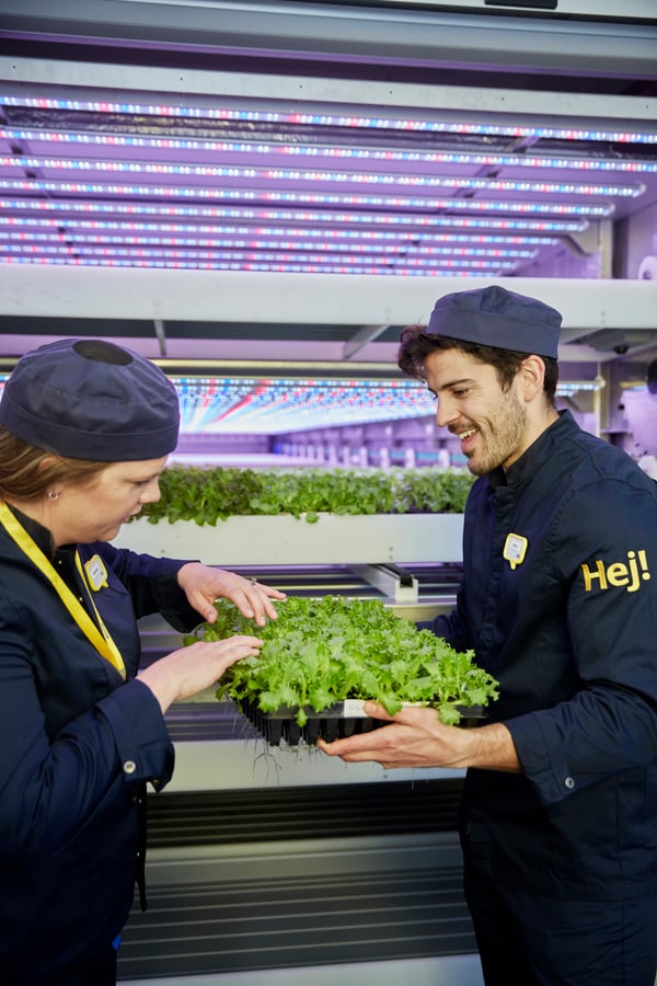 Tummansinisiin työasuihin pukeutuneet IKEA-työntekijät tutkivat alustoja, joilla on lehtisalaattia.