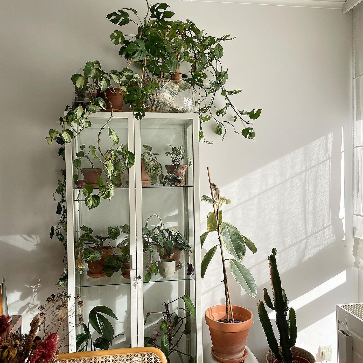 Una planta colgante Golden Pothos surtida EPIPREMNUM