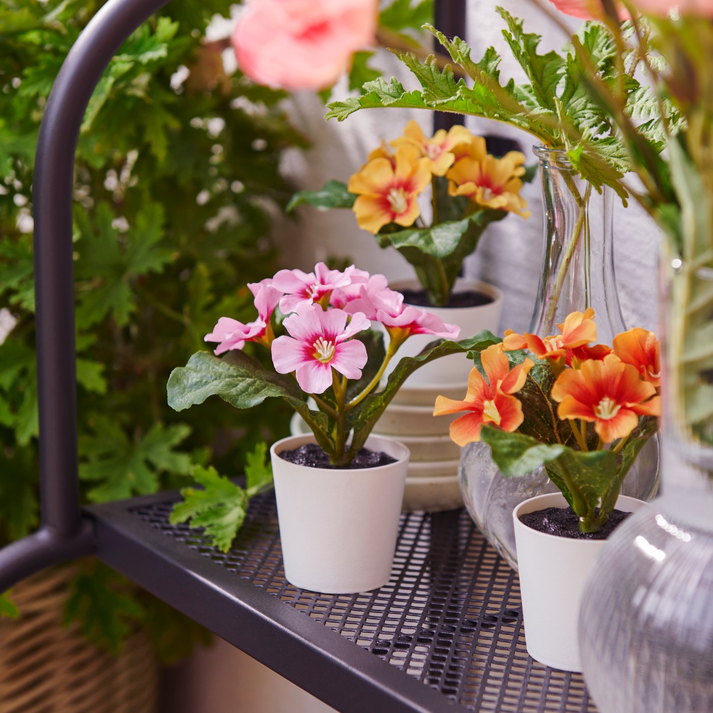 Plante en pot colorés