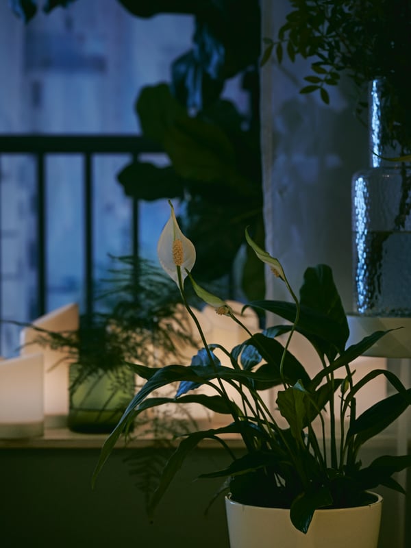 A peace lily plant is close by a window ledge where several ÄDDELLÖVSKOG LED block candles are turned on.