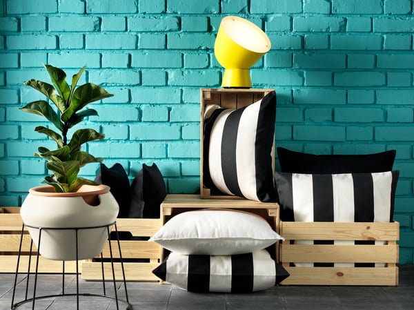 A fiddle-leaf fig FICUS LYRATA potted plant