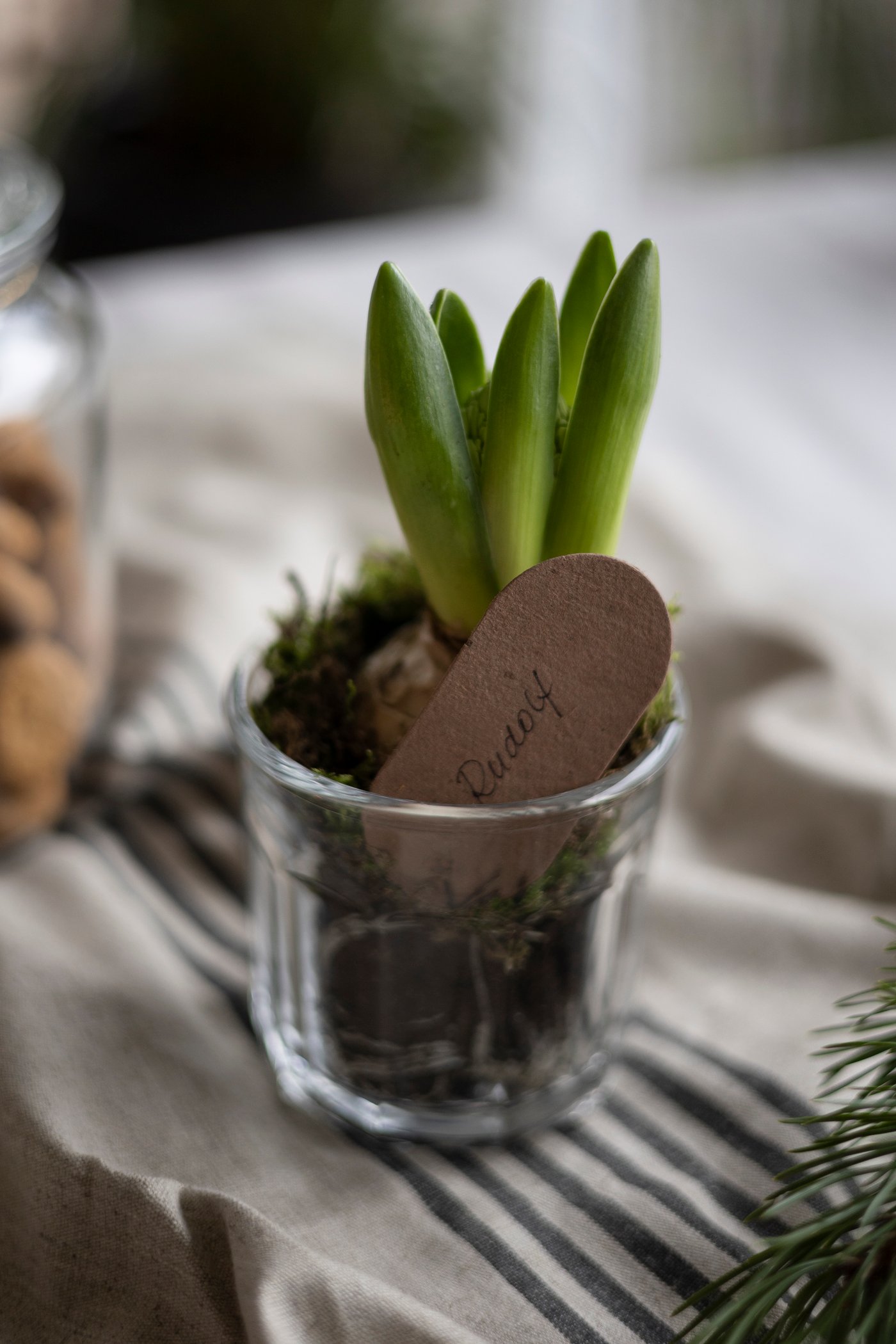 En hjemmelavet gave - en hyacint i et glas med mos omkring.