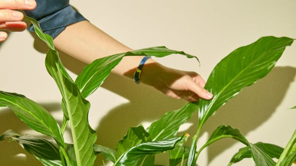 Two hands reaching down from top right corner towards green leafs. 
