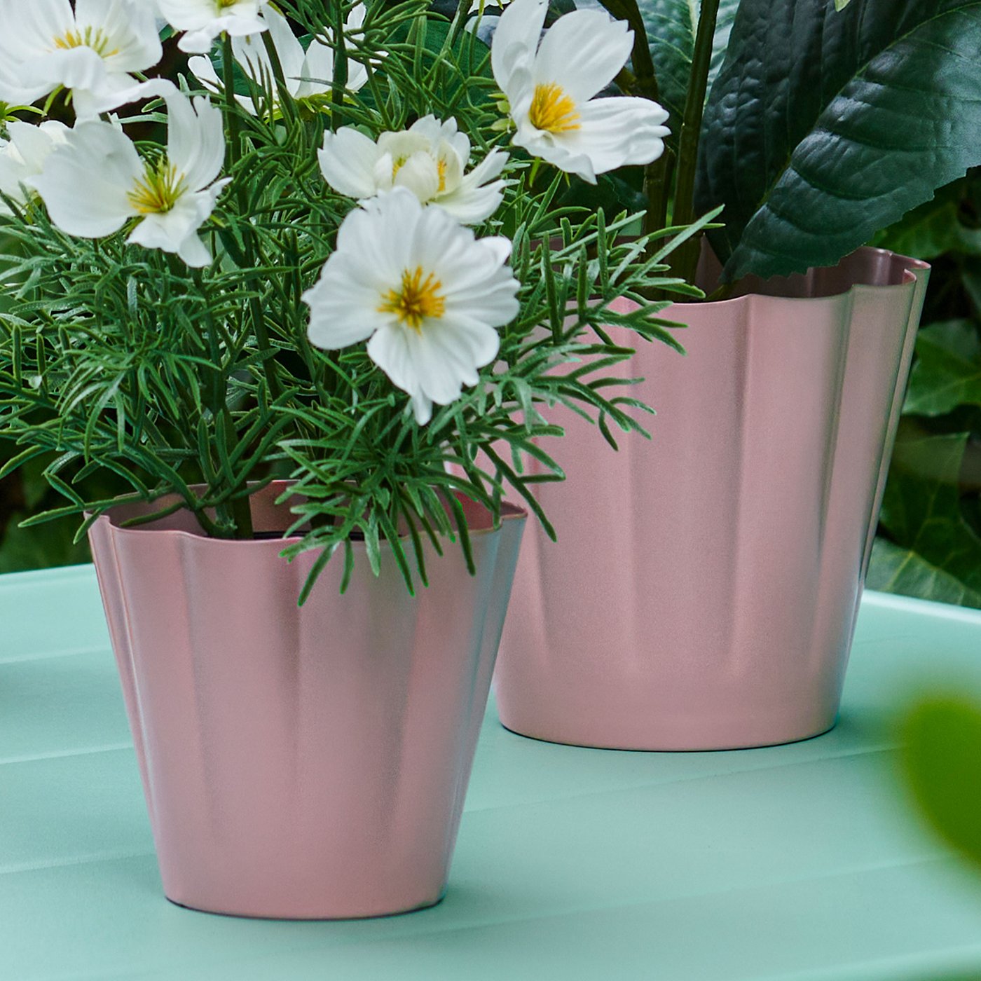 Närbild på två rosa krukor med vita blommor i stående på ljusgrönt utebord. 
