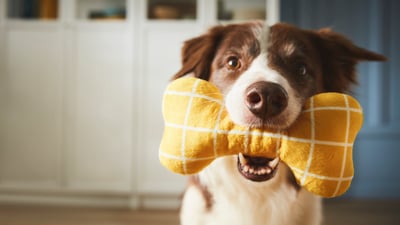 Pet products