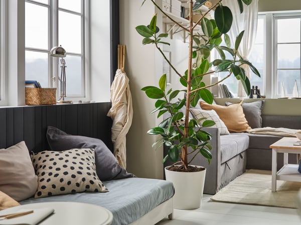 A cosy living room with a large green plant in a white SOJABÖNA plant pot dividing two different seating areas.