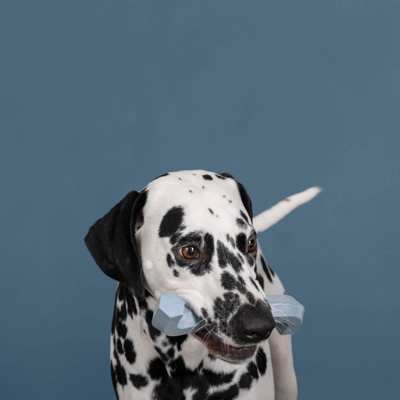A dalmatian dog that has grey-blue UTSÅDD dog toy on its mouth.