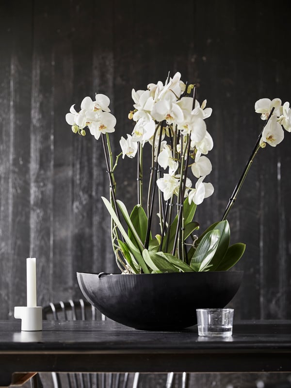 Orquídies en testos negres