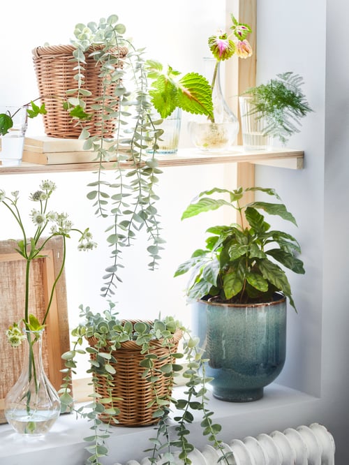 Rebord d’une fenêtre ensoleillée et étagère remplie de plantes, réelles et artificielles, dans des cache-pots KAKTUSFIKON et DRÖMSK.