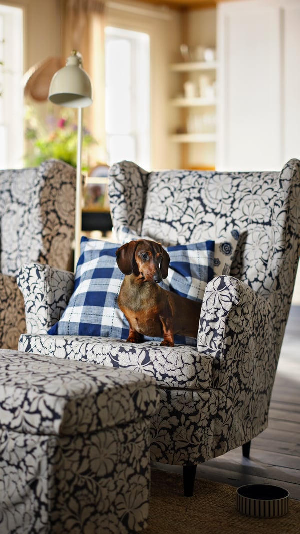Ein Strandmon Sesselbzeug in Blumenmuster in einem Wohnzimmer mit einem Dackel, der auf dem Sessel sitzt.