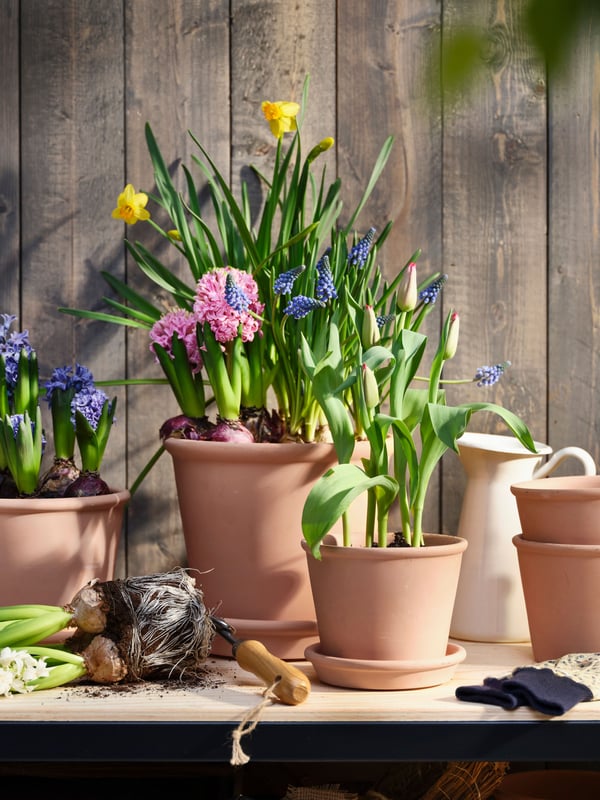 Terrakottakrukor utomhus med färgglada vårblommor. 