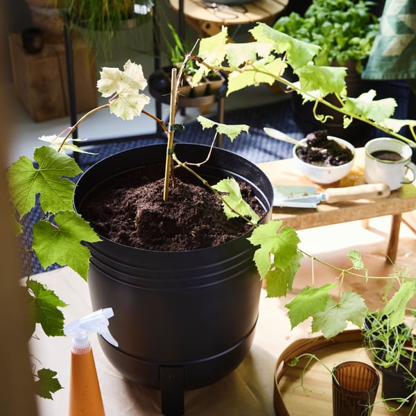 Krukväxt med gröna blad och vita blommor i svart kruka. I bakgrunden syns bord med jord, verktyg och fler växter.