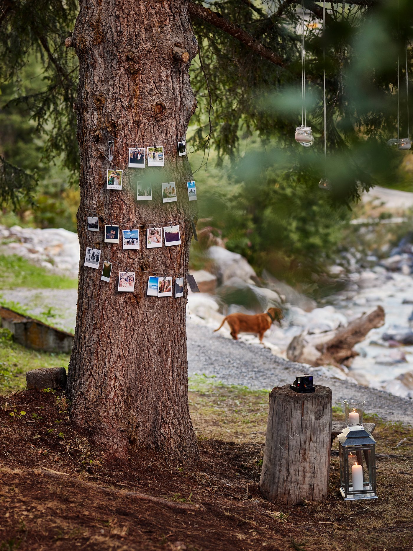 Um einen Baum ist eine Schnur gewickelt, an der verschiedene Polaroid-Fotos aufgehängt wurden. Auf einem Baumstumpf daneben steht eine Polaroidkamera.