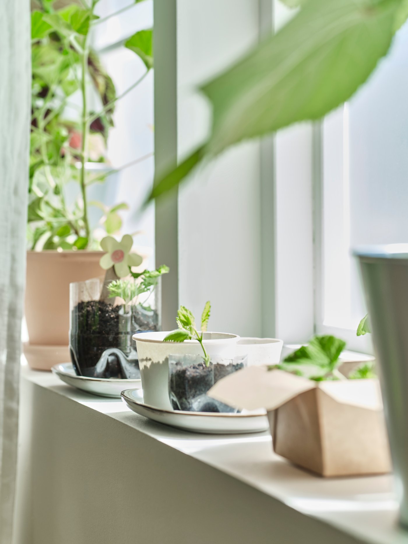 حافة نافذة بيضاء مضيئة وبراعم نباتات خضراء وبذور ونباتات صغيرة في آنية وحاويات متنوعة.