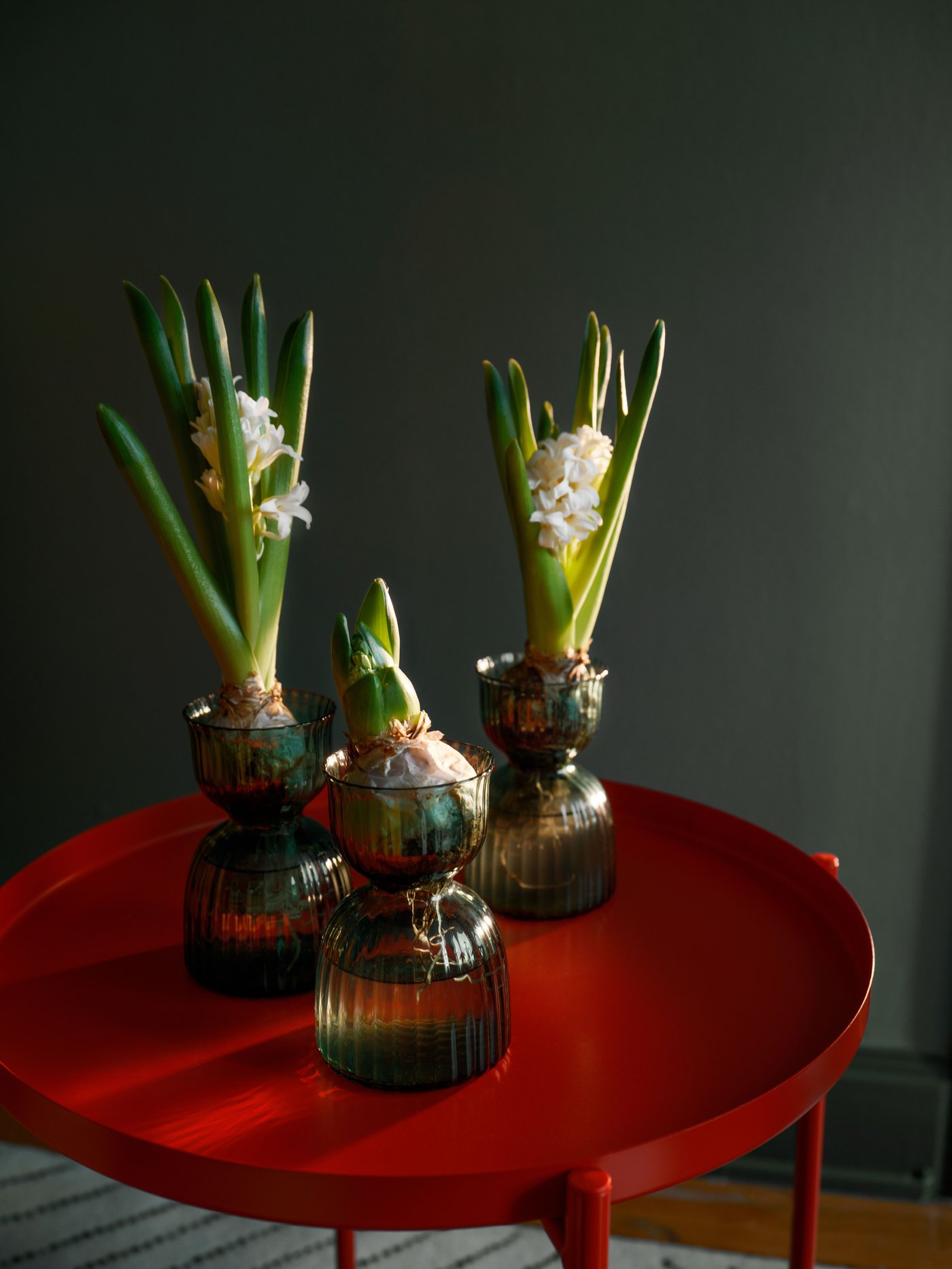 Tre svibler i passende vaser.