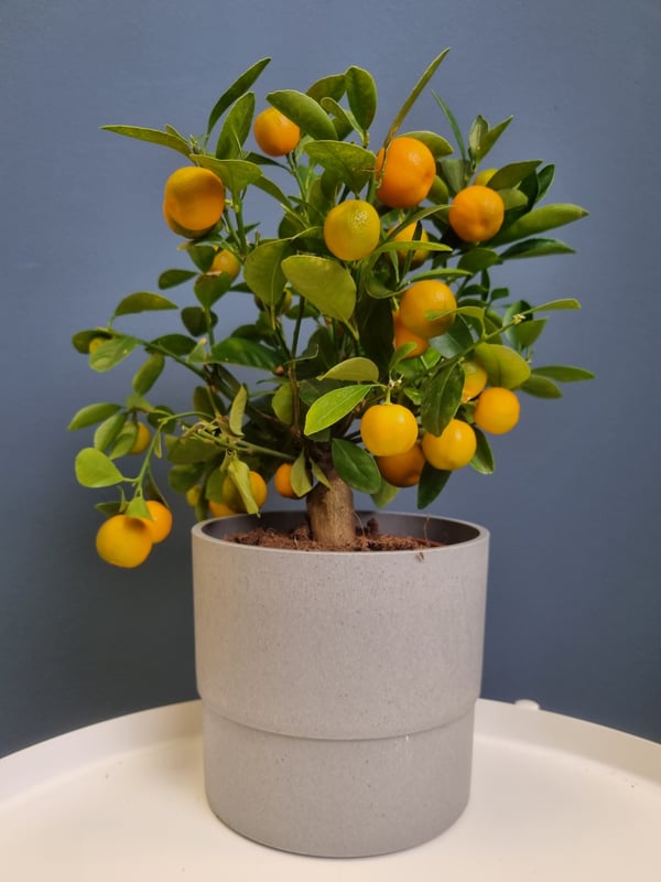 An in/outdoor light grey BOYSENBÄR plant pot