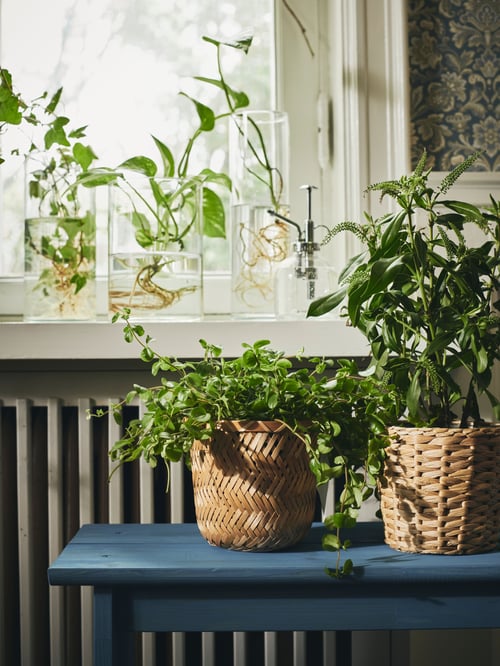 Leafy plants in CYLINDER glass vases and on a windowsill and in KLYNNON and FRIDFULL plant pots on a bench below.