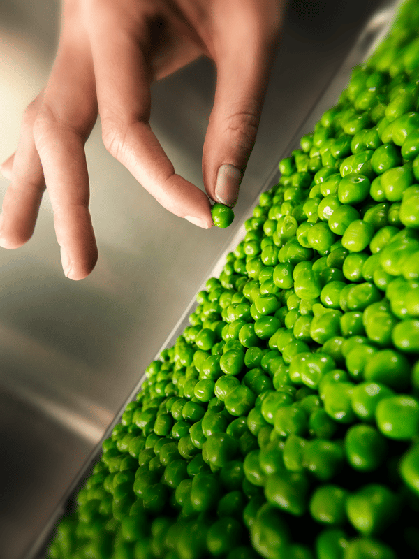 A hand delicately selects a single vibrant green pea from a large pile on a metal surface.