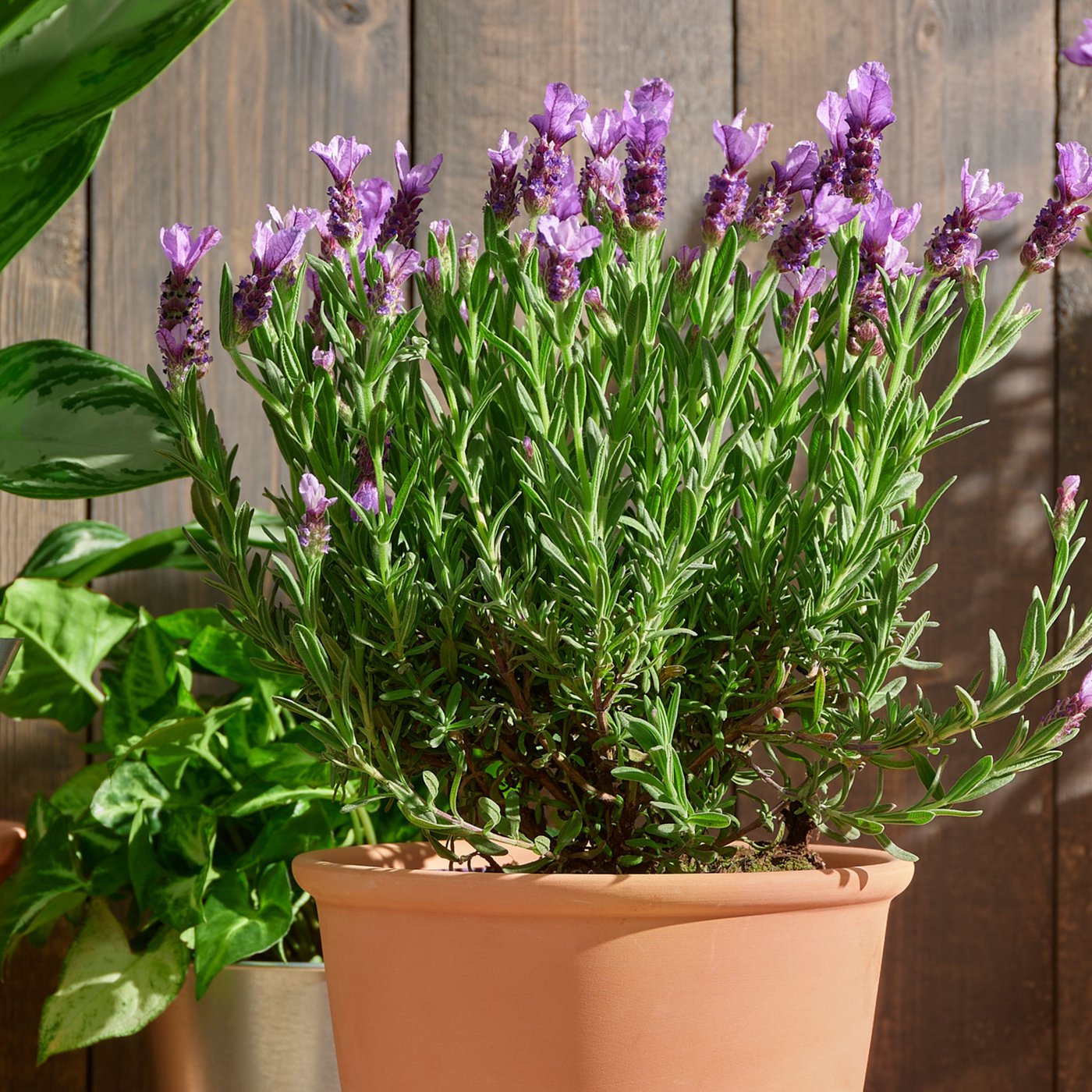 Närbild på en lavendelplanta i en terrakottakruka stående framför brun trävägg.
