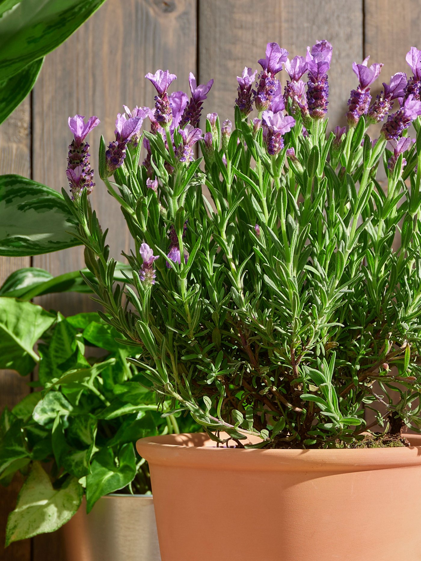 Närbild på en lavendelplanta i en terrakottakruka stående framför brun trävägg.