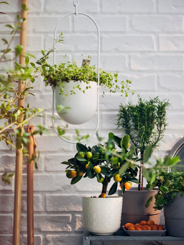 A lemon CITRUS potted plant