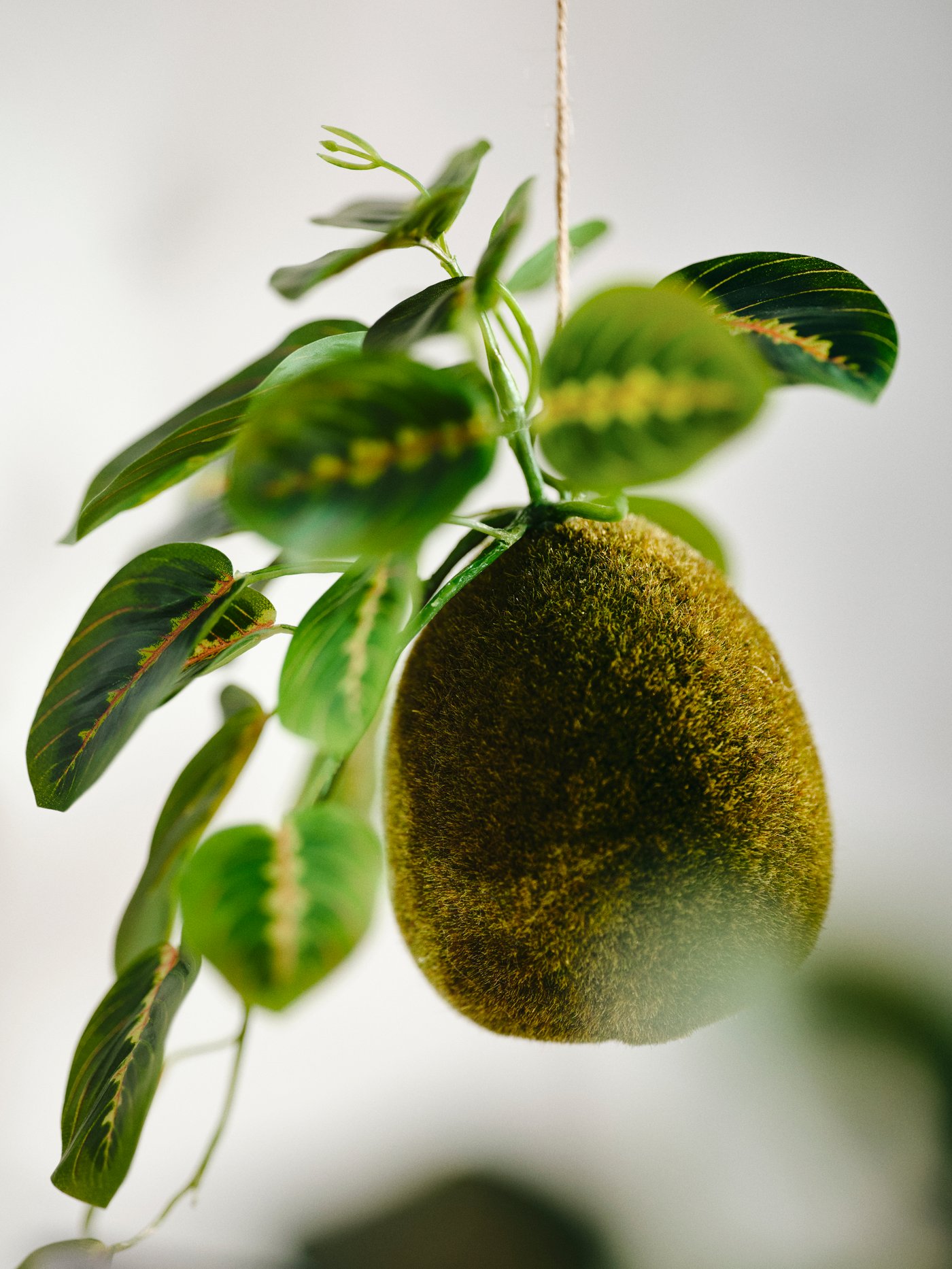 Light shines on a close up of a moss ball of a FEJKA plant that hangs down on a string. The light gives a rippled effect.