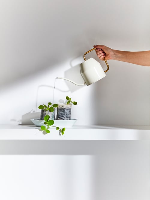 A hand holds an ivory/gold-colour VATTENKRASSE watering can, pouring water onto two small plants in a white porcelain dish.