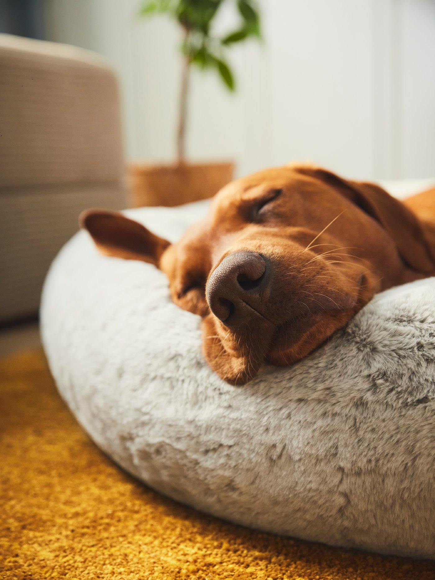 ikea dog chair