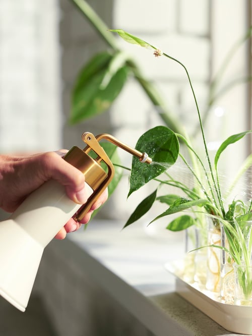 În aer liber, cu o persoană care deține o plantă galbenă VATTENKRASSE, pulverizând lichid peste mai multe plante.