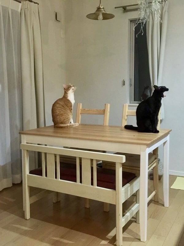 テーブルの上に猫が2匹乗っている