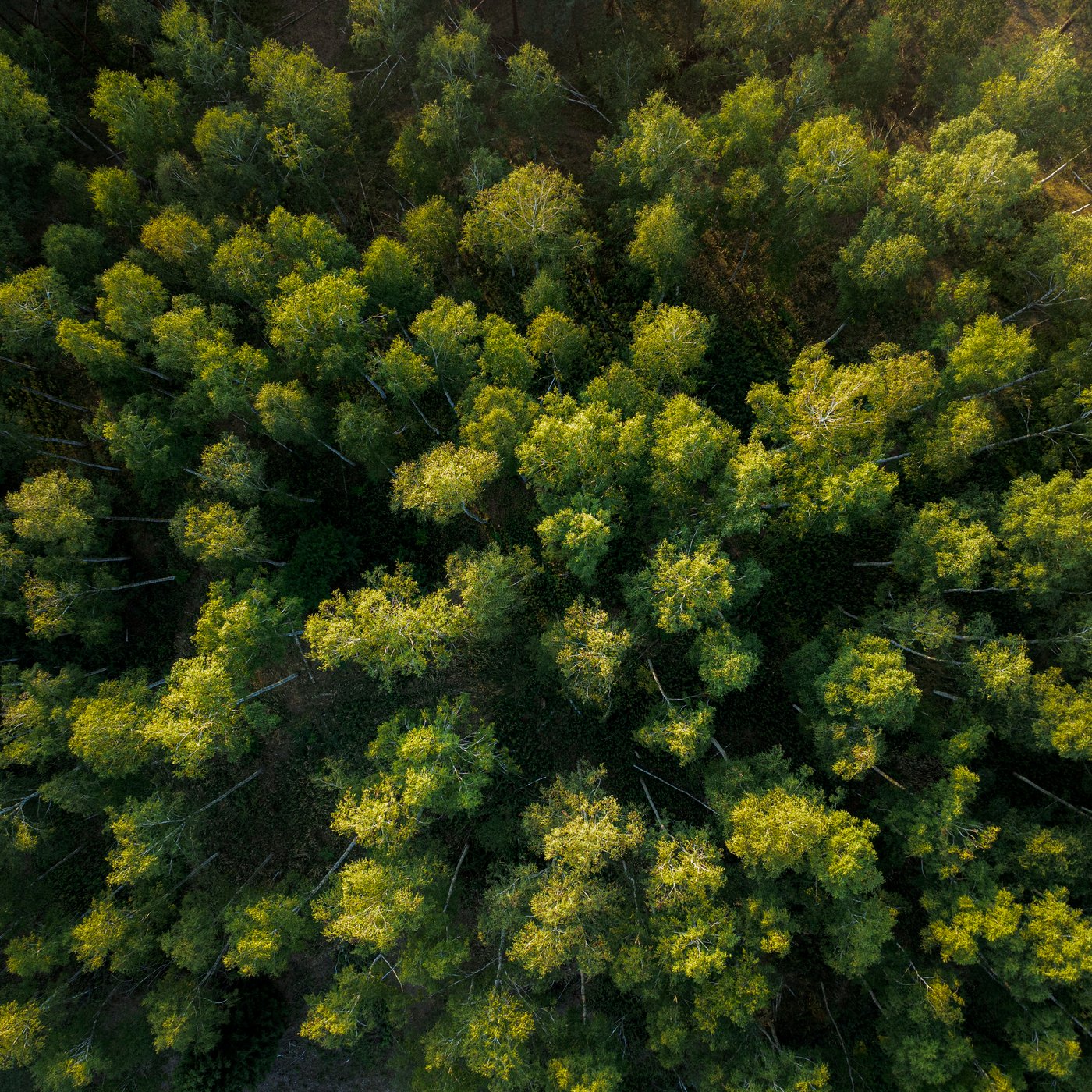 Bosque de naturaleza
