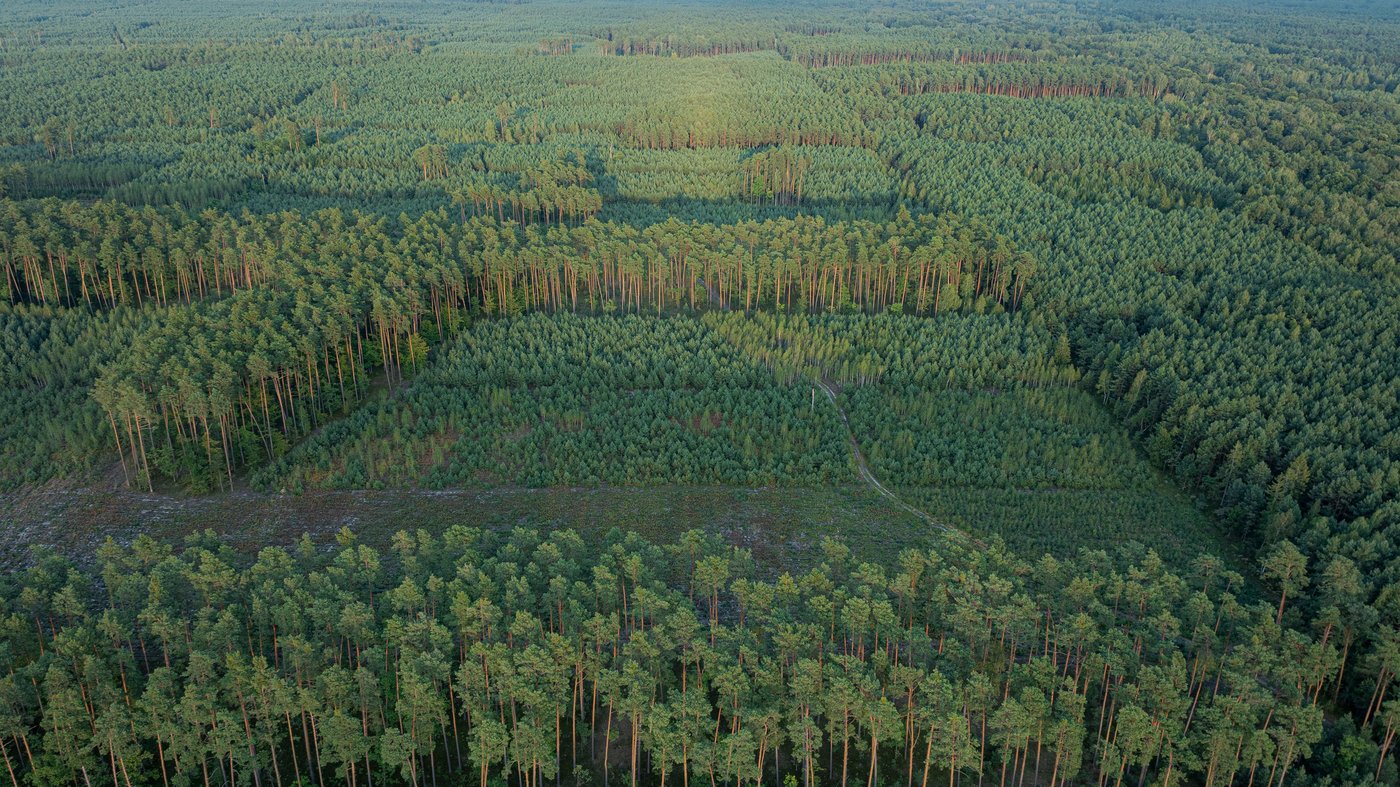 Explore our global wood map