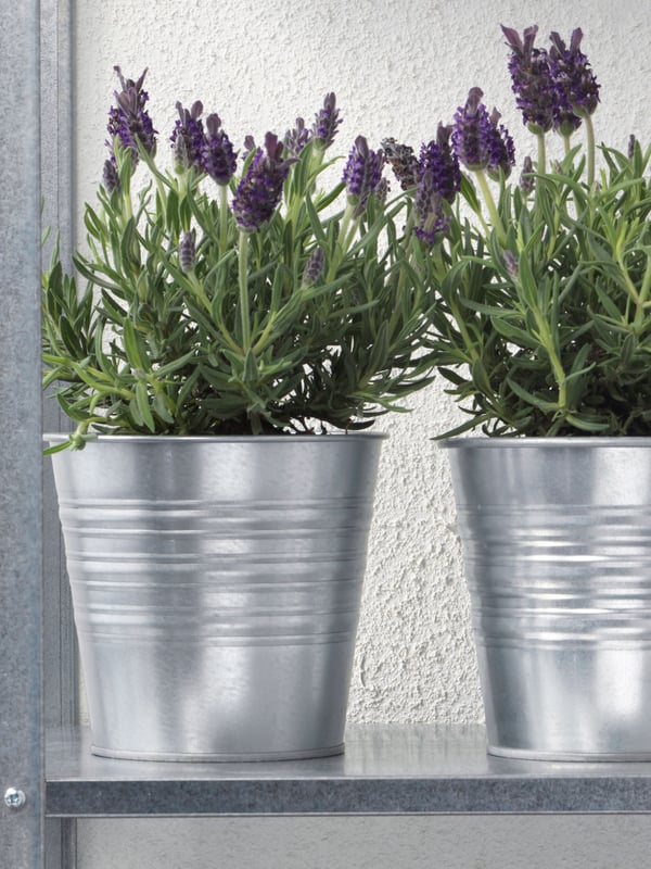 A Lavender LAVANDULA potted plant