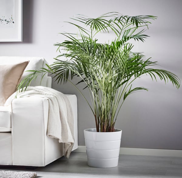 An Areca palm DYPSIS LUTESCENS potted plant